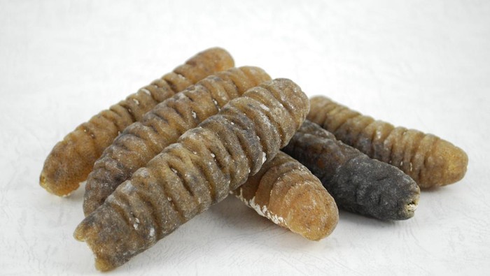 Manfaat Teripang, Jenis, dan Harganya, Apakah Mahal?