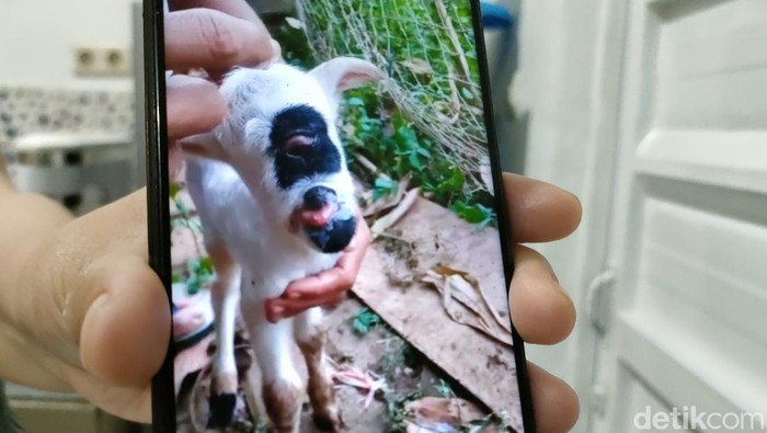 Anak domba di Garut lahir dengan mata satu.