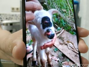 Domba Bermata Satu Hebohkan Warga Mekarmukti