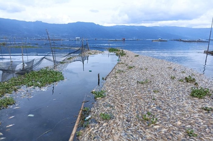 Ikan mati mendadak secara massal di Danau Maninjau mencapai 130 ton. Apa penyebabnya? (Antarasumbar/Yusrizal)