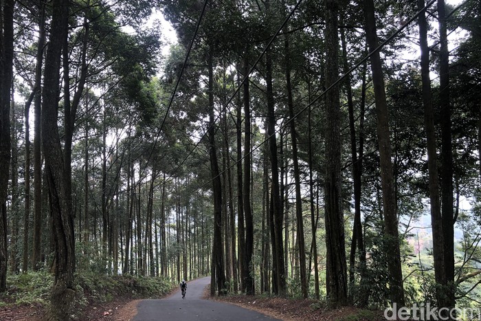 Di tempat ini, sensasinya tak sekedar kopi dan tempatnya. Melainkan perjalanan yang harus melalui tanjakan hingga gradien 25 persen. Luar binasa !