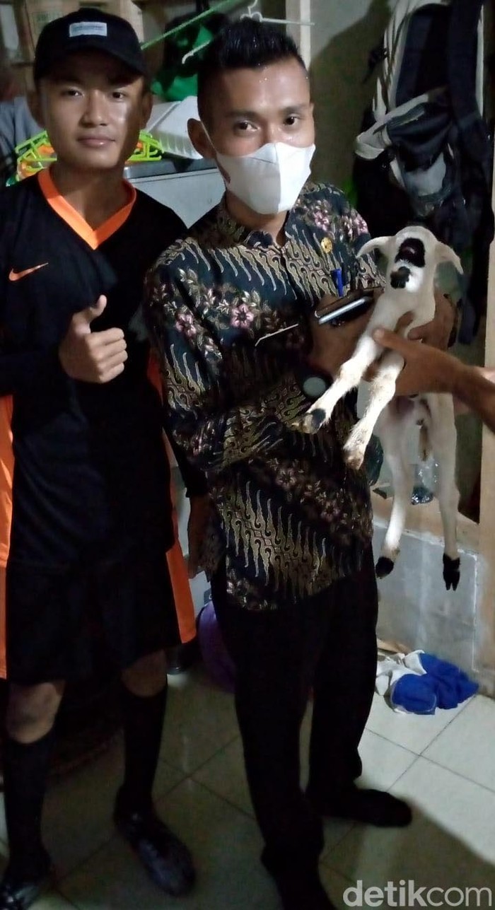 Penampakan Domba Bermata Satu yang Bikin Geger Garut Seekor anak domba bermata satu membuat geger warga Garut, Jawa Barat. Saat ini domba yang terlahir aneh itu sudah mati.