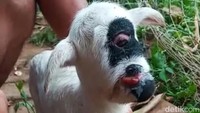 Posisi mata domba itu berada di tengah-tengah kepala. Domba tersebut merupakan milik Kecamatan Mekarmukti, Garut.