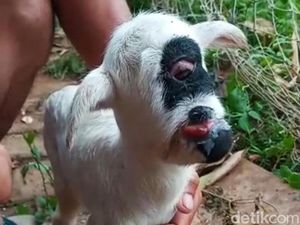 Foto-foto Domba Bermata Satu yang Geger di Garut