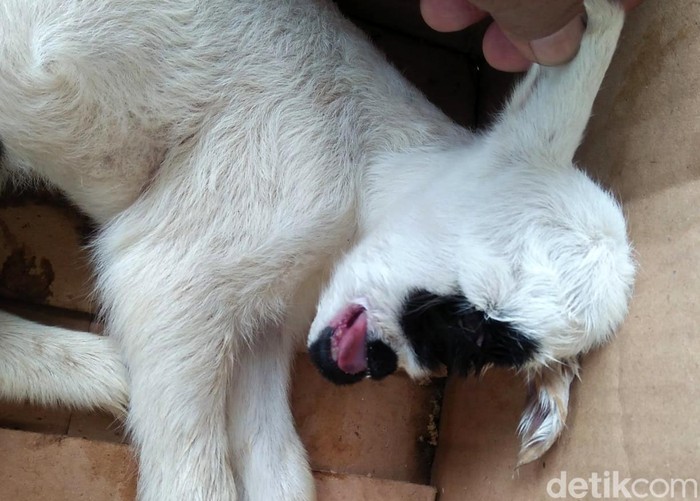 Penampakan Domba Bermata Satu yang Bikin Geger Garut Seekor anak domba bermata satu membuat geger warga Garut, Jawa Barat. Saat ini domba yang terlahir aneh itu sudah mati.