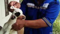 Domba tersebut lahir pada Jumat lalu. Indukannya melahirkan dua anak domba. Satu dalam kondisi normal, satu lagi bermata satu.