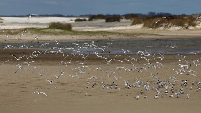 Fabiano Jose de Souza, manager of Lagoa do Peixe National Park, observes dead fish at Lagoa do Peixe (Fish Lagoon) which was affected by drought in Tavares, Rio Grande do Sul state, Brazil February 5, 2022. Picture taken February 5, 2022. REUTERS/Diego Vara REFILE - QUALITY REPEAT