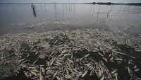 Nelayan Daniel de Matos Rosa memprediksi 15-20 ton ikan telah mati di perairan payau yang terletak sekitar 230 km (140 mil) dari selatan kota Porto Alegre.  