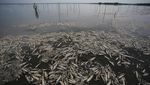 Puluhan Ton Ikan Mati Gegara Kekeringan Terburuk di Brasil Selatan