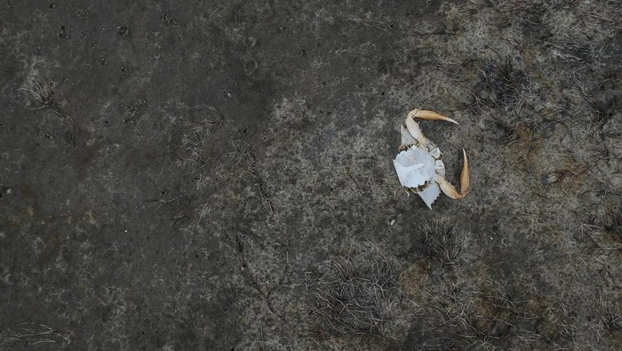 Fabiano Jose de Souza, manager of Lagoa do Peixe National Park, observes dead fish at Lagoa do Peixe (Fish Lagoon) which was affected by drought in Tavares, Rio Grande do Sul state, Brazil February 5, 2022. Picture taken February 5, 2022. REUTERS/Diego Vara REFILE - QUALITY REPEAT