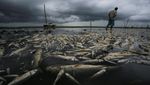 Puluhan Ton Ikan Mati Gegara Kekeringan Terburuk di Brasil Selatan