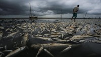 Fabiano Jose de Souza, pengelola Taman Nasional Lagoa do Peixe, mengamati ikan mati di Lagoa do Peixe (Fish Lagoon) yang terkena dampak kekeringan di Tavares, negara bagian Rio Grande do Sul, Brasil.  