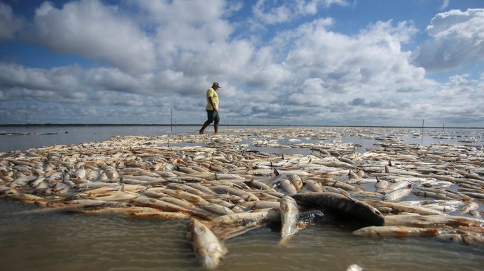 Puluhan Ton Ikan Mati Gegara Kekeringan Terburuk di Brasil Selatan Fabiano Jose de Souza, manager of Lagoa do Peixe National Park, observes dead fish at Lagoa do Peixe (Fish Lagoon) which was affected by drought in Tavares, Rio Grande do Sul state, Brazil February 5, 2022. Picture taken February 5, 2022. REUTERS/Diego Vara REFILE - QUALITY REPEAT