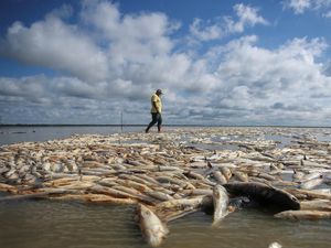 Puluhan Ton Ikan Mati Gegara Kekeringan Terburuk di Brasil Selatan