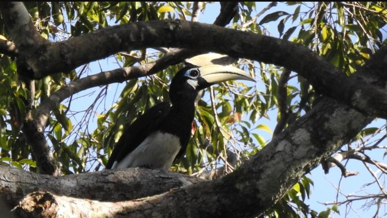 Rangkong, jenis burung langka yang terekam hidup di Pulau Sempu Rangkong, jenis burung langka yang terekam hidup di Pulau Sempu