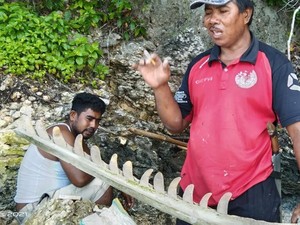Warga Cerita Lihat Ikan Sebesar Kapal Pelni Sebelum Tulang Raksasa Ditemukan