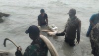 Heboh penemuan tulang-tulang ikan raksasa di Kabupaten Kepulauan Selayar, Sulawesi Selatan (Sulsel). Gigi ikan raksasa dilaporkan setara dengan tinggi pria dewasa. (dok. Istimewa)