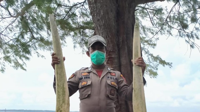 Tulang ikan raksasa di Selayar Sulsel. (dok. Istimewa)