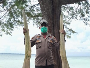Geger Temuan Tulang Ikan Raksasa Gigi Setinggi Pria Dewasa di Selayar Sulsel