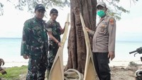 Warga yang menemukan tulang ikan itu langsung takjub, sebab giginya saja sudah setinggi orang dewasa. (dok. Istimewa)