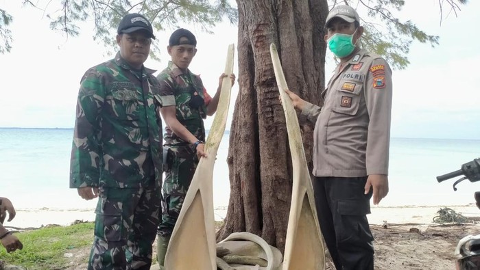 Tulang ikan raksasa di Selayar Sulsel. (dok. Istimewa)