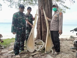 Tulang Ikan Raksasa Ditemukan di Selayar Sulsel, Ini Dugaan Peneliti