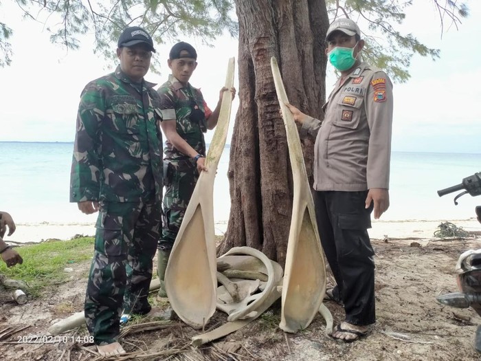 Tulang ikan raksasa di Selayar Sulsel. (dok. Istimewa)