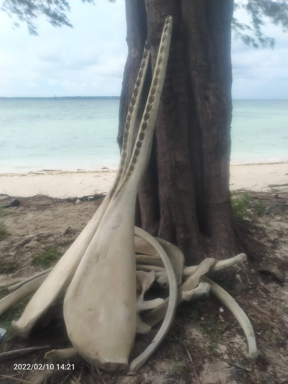 Tulang ikan raksasa di Selayar Sulsel. (dok. Istimewa) Tulang ikan raksasa di Selayar Sulsel. (dok. Istimewa)