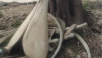 Hingga saat ini belum ada pihak yang melakukan penelitian lebih lanjut terhadap tulang-tulang ikan raksasa tersebut. (dok. Istimewa)