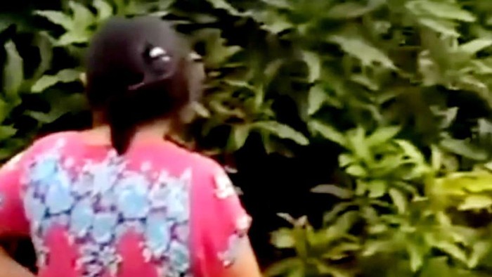 Viral pohon mangga keluarkan suara bernapas (Dok. Istimewa)