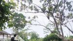 Wisata Rusa Tak Jauh dari Jakarta, Ada di Bekasi dan Depok