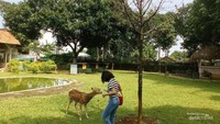 Pengalaman tak terlupakan di akhir pekan, bermain dan berlari dengan rusa rusa yang menggemaskan di Nara Kupu Village
