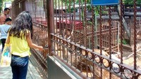 Melihat dan memberi makan rusa merupakan pengalaman berbeda. Tidak perlu khawatir dengan makanan rusa, The Joglo Garden sudah menyiapkannya