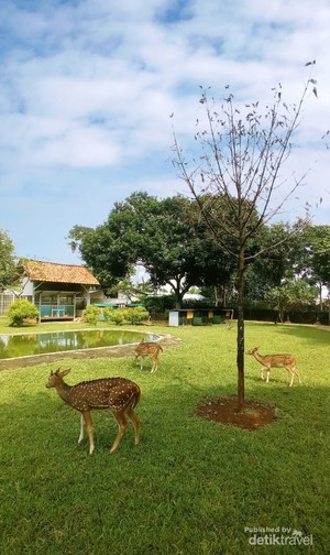 Wisata Rusa Tak Jauh dari Jakarta, Ada di Bekasi dan Depok