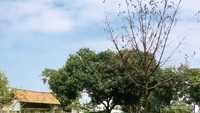 Hamparan rumput hijau yang menyegarkan mata dengan rusa rusa cantik berlarian kesana kesini
