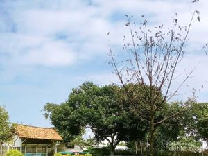 Wisata Rusa Tak Jauh dari Jakarta, Ada di Bekasi dan Depok