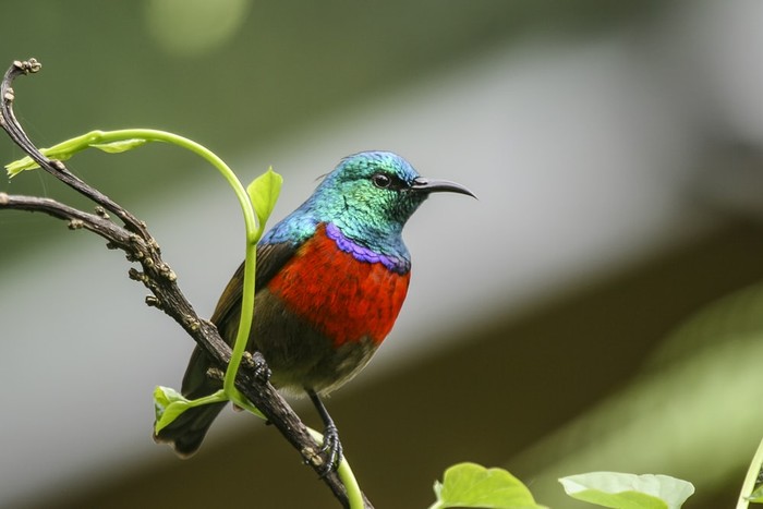 burung sunbirds