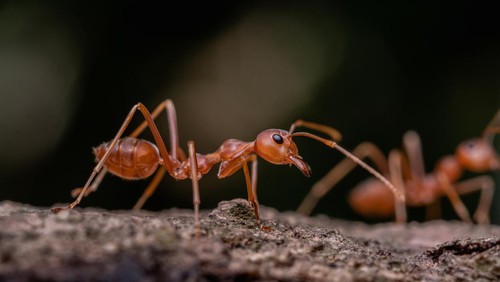 red ant in nature, macro shot, ants are an animal working teamwork