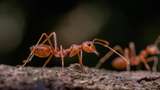 Hepatitis Akut dan Hilangnya Rasa Takut Semut