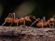 4 Hewan yang Suka Mengitari Hewan Lain, Benarkah Ada Alasan Mistis?