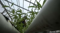 Tanaman pakcoy dan kangkung ditanam secara berkala di greenhouse atau rumah kaca.