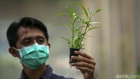 Karena tidak terganggu dengan cuaca, tanaman hidroponik ini akan panen setiap dua minggu hingga satu bulan sekali.