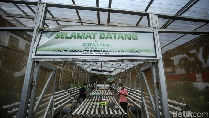 Melihat Pertanian Hindroponik Warga Rusun Samawa Pertanian dengan sistem hidroponik dikembangkan warga Rusun Samawa, Pondok Kelapa, Jakarta. Yuk kita lihat.