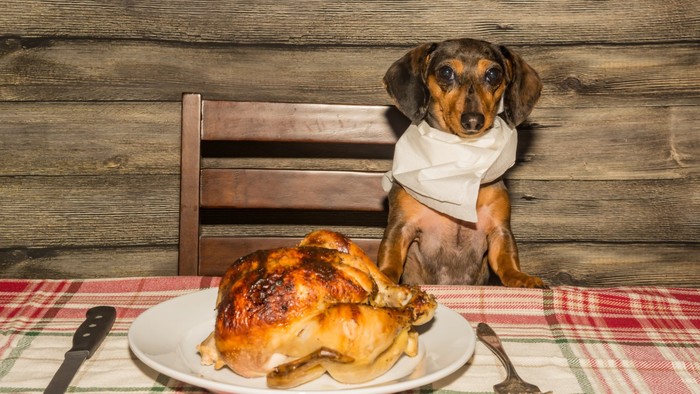 Mewah Banget! Anjing ‘Diva’ Ini Hanya Mau Makan Ayam Panggang