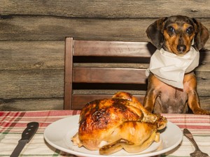 Mewah Banget! Anjing Diva Ini Hanya Mau Makan Ayam Panggang