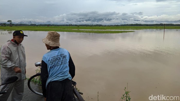 sawah di ponorogo terendam banjir