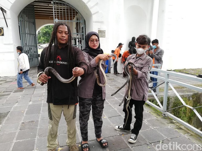 Sejumlah ular berbagai jenis ditangkap di kawasan Rumkitlap Benteng Vastemburg, Solo, Selasa (15/2/2022).