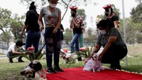 Seperti diketahui, nikah massal jadi kegiatan yang kerap digelar untuk merayakan Hari Valentine. Namun tak cuma manusia, sejumlah anjing di Peru juga antusias ikut nikah massal yang digelar saat Valentine ini.