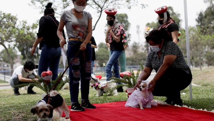 Nikah massal jadi kegiatan yang kerap digelar di Hari Valentine. Namun tak cuma manusia, sejumlah anjing di Peru juga ikut nikah massal saat momen Valentine lho