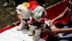 Gemas! Anjing di Peru Ikut Nikah Massal Saat Valentine